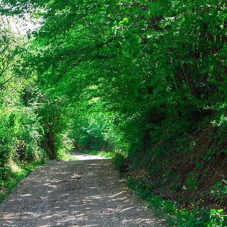 Na Okic - A Private Forest Oasis Sveti Martin pod Okicem Luaran gambar